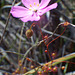 Sundew: Drosera macrantha