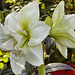 "White Nymph" Amaryllis – Brookside Gardens