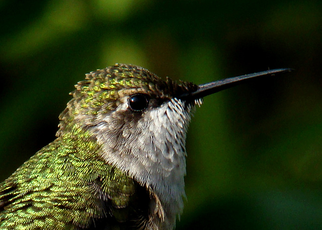 Ruby-throated Hummingbird Portrait
