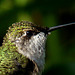 Ruby-throated Hummingbird Portrait