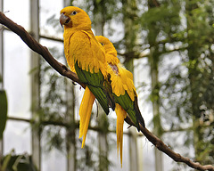 Golden Parakeets – National Aviary, Pittsburgh, Pennsylvania
