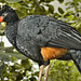 Wattled Curassow – National Aviary, Pittsburgh, Pennsylvania