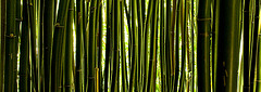 Behind the bamboo