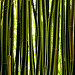 Behind the bamboo