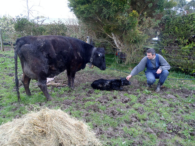 a calf is born!