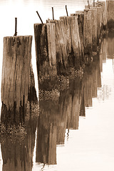Old pilings, Neuse River