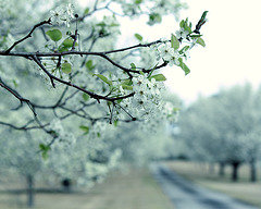 Pear blossoms 2013