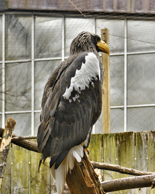 Steller's Sea Eagle – National Aviary, Pittsburgh, Pennsylvania