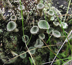 Cladonia species (Stalked Lichen)