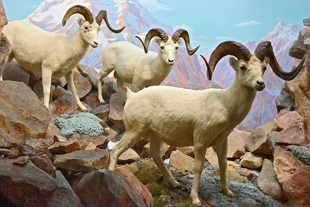 Dall Sheep Diorama – Carnegie Museum of Natural History, Pittsburgh, Pennsylvania