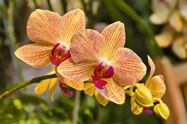 Orange Orchids – Phipps Conservatory, Pittsburgh, Pennsylvania