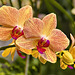 Orange Orchids – Phipps Conservatory, Pittsburgh, Pennsylvania