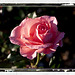 Rose Rose Greenwich
