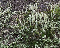Cladonia rigida & Fruiting Moss