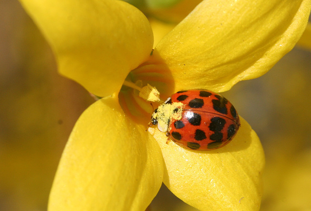 Lady Bug in Forsythia Blossom