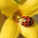 Lady Bug in Forsythia Blossom