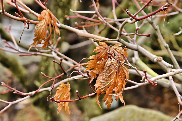 Fern Leaf Maple – Japanese Garden, Phipps Conservatory, Pittsburgh, Pennsylvania