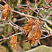Fern Leaf Maple – Japanese Garden, Phipps Conservatory, Pittsburgh, Pennsylvania