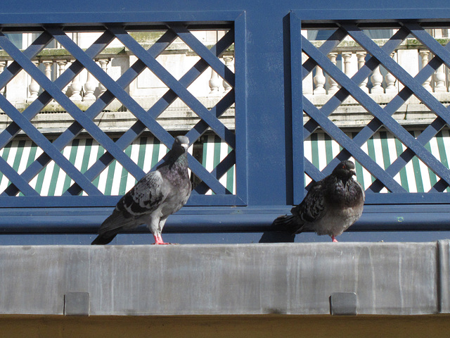 Green Park pigeons