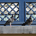 Green Park pigeons