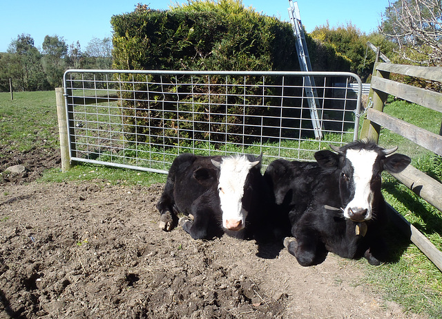steers in the sunshine