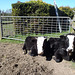steers in the sunshine
