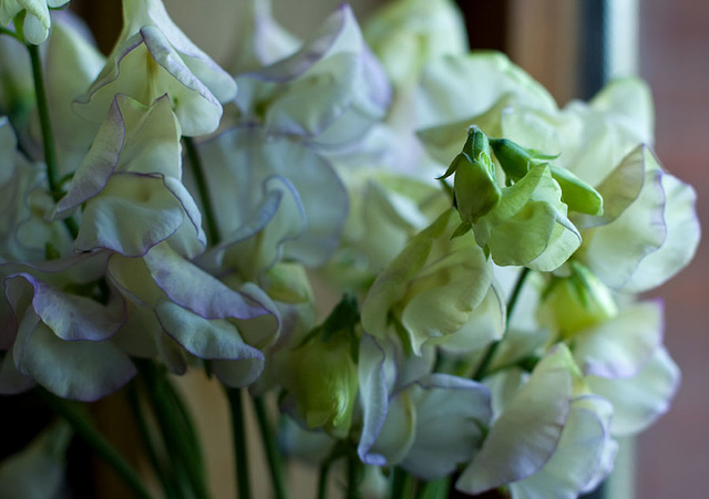 Sweet Pea, ' High Scent'