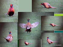 Spring is in the air - Cock Pheasant displaying...
