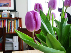 Valentine tulips