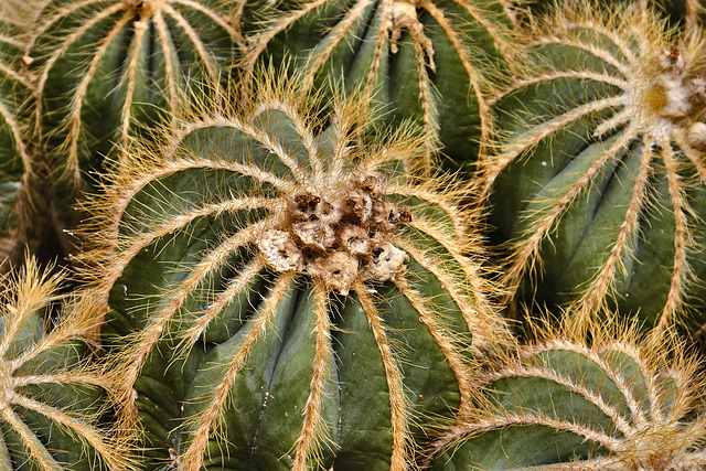 Ball Cactuses – Phipps Conservatory, Pittsburgh, Pennsylvania