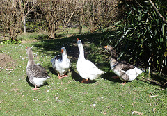Gazza the gander joins the gaggle