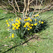 daffodils around the mulberry tree