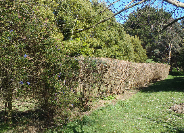 pruned hedge by the pond