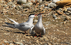 Common Tern Love