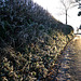 low sun frosty hedge