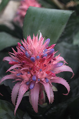 Greenhouse flower