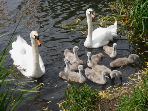 Swan family 1