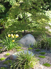 Weeping Japanese Maple and Daylilies