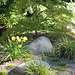 Weeping Japanese Maple and Daylilies
