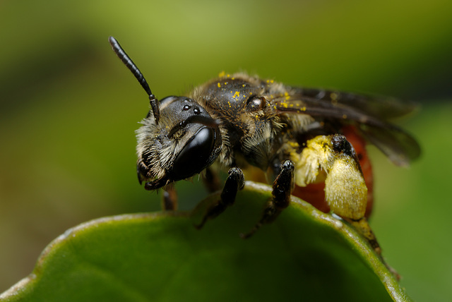 Andrena labiata