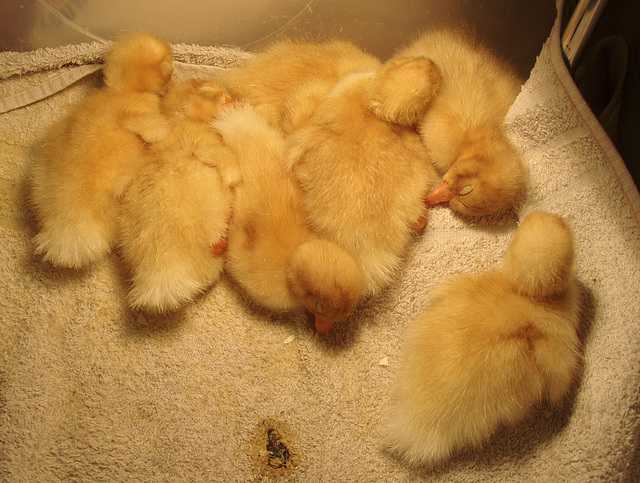 sleepy ducklings