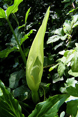 Petite plante sauvage : sorte d'arum appelé aussi gouet !