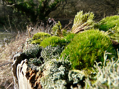 Lichen & Moss Too