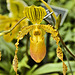 "Lady Slipper" Orchid – Phipps Conservatory, Pittsburgh, Pennsylvania