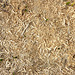 Saw Dust Wood Texture