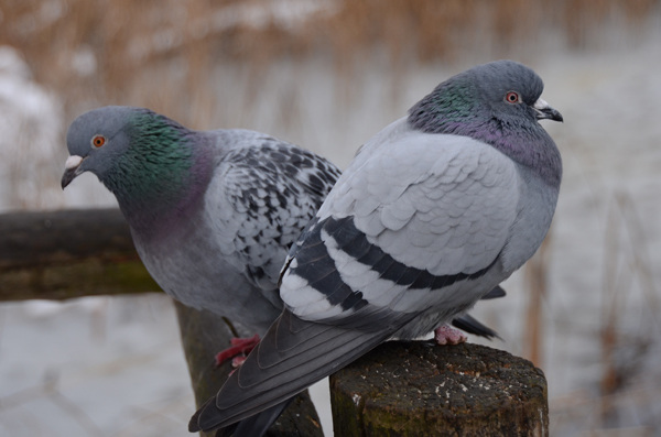 Chilly pigeons