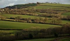 Fields and hedges
