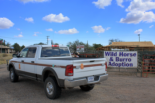 Wild Horse & Burro Adoption