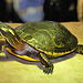 Painted Turtle – The Wild Center, Tupper Lake, New York