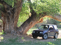 Big Tree At Copper Creek